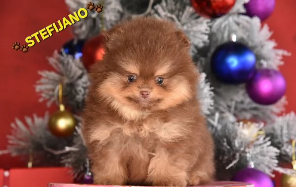Pomeranian Boo – cuccioli CHOCOLATE & TAN | NUOVO | Foto 1