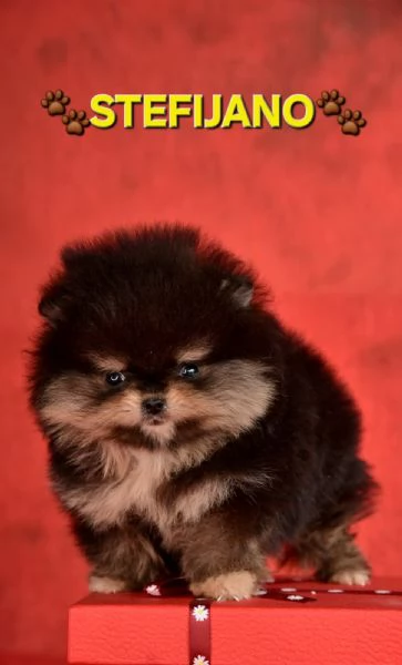 Pomeranian Boo – cuccioli CHOCOLATE & TAN | NUOVO | Foto 0