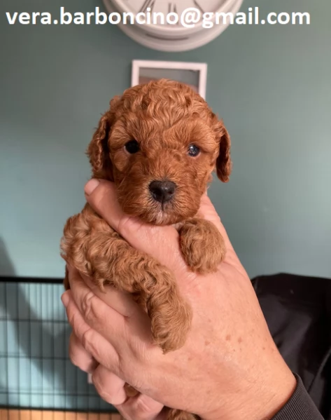  Cuccioli di barboncino nano disponibili i piccoli verranno ceduti dopo i 70 giorni dalla nascita , 
