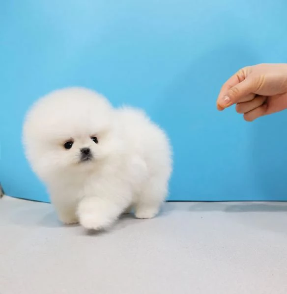Bellissimi cuccioli di Volpino Pomerania Toy, maschio e femmina | Foto 3