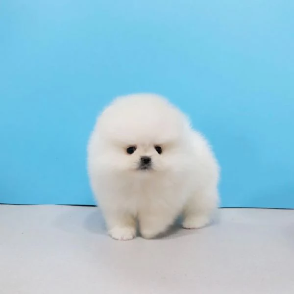 Bellissimi cuccioli di Volpino Pomerania Toy, maschio e femmina | Foto 2