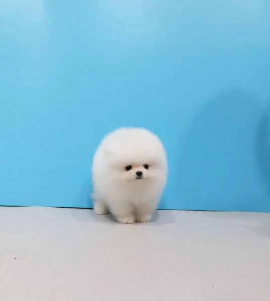 Bellissimi cuccioli di Volpino Pomerania Toy, maschio e femmina | Foto 0