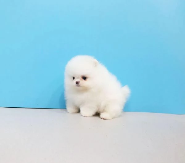 Bellissimi cuccioli di Volpino Pomerania Toy, maschio e femmina