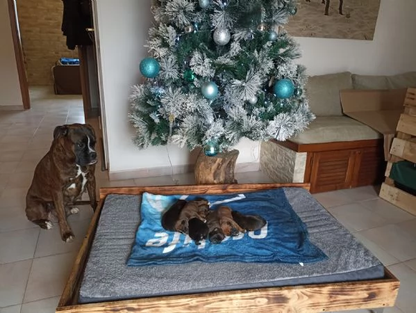 Cuccioli Boxer  | Foto 0