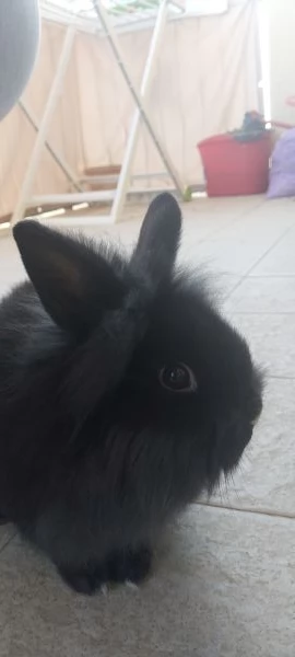 Dolcissimi cuccioli di coniglio nano 