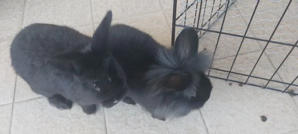 Dolcissimi cuccioli di coniglio nano  | Foto 2