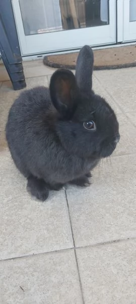 Dolcissimi cuccioli di coniglio nano  | Foto 1