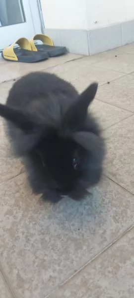 Dolcissimi cuccioli di coniglio nano  | Foto 0