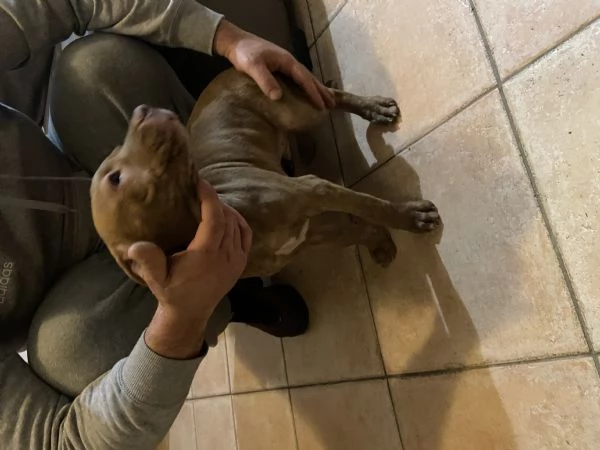 Cuccioli di pitbull adba 