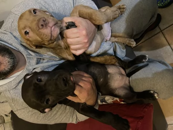 Cuccioli di pitbull adba  | Foto 6