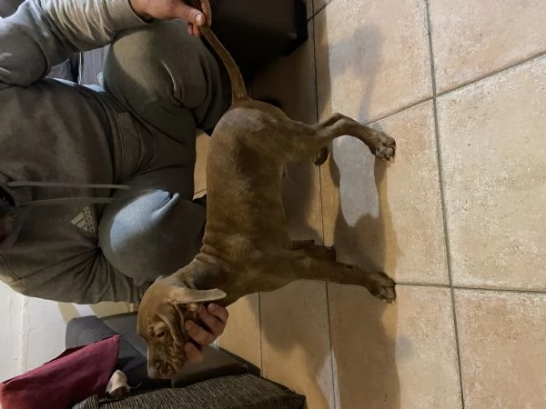 Cuccioli di pitbull adba  | Foto 5