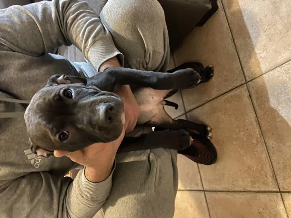 Cuccioli di pitbull adba  | Foto 4