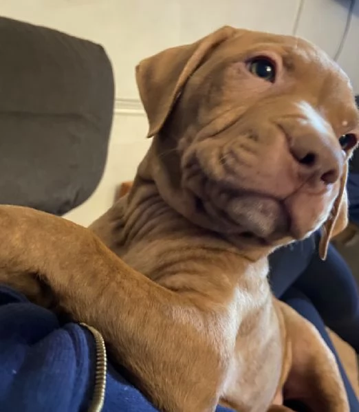 Cuccioli di pitbull adba  | Foto 2