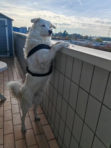 Cane pastore maremmano  | Foto 2