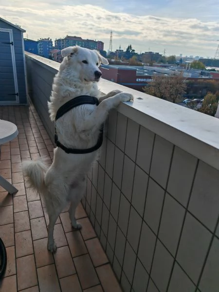 Cane pastore maremmano  | Foto 1