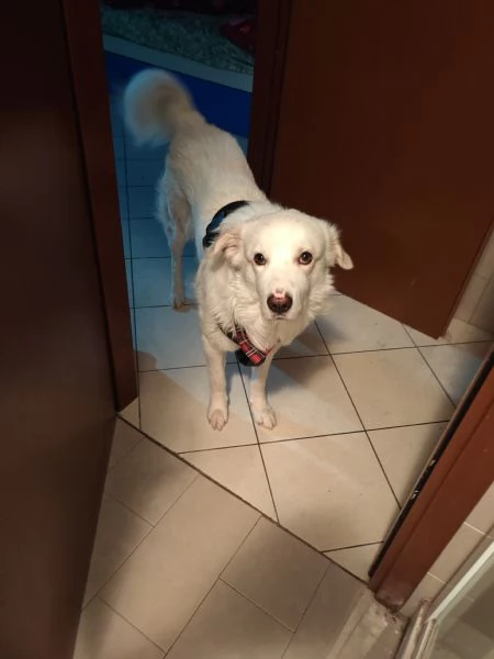 Cane pastore maremmano  | Foto 0