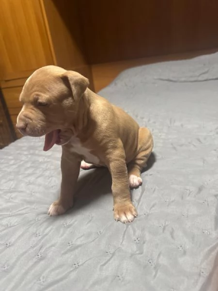 American pitbull terrier  | Foto 1