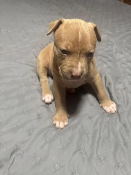 American pitbull terrier  | Foto 0