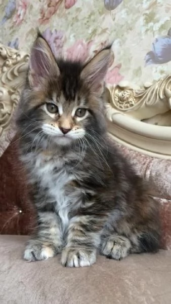 Due Cuccioli Main Coon!!