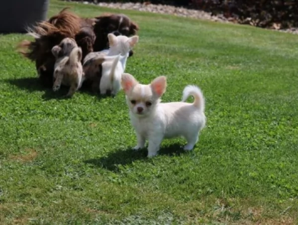 Cuccioli di Chihuahua mini toy di razza pura in adozione | Foto 0