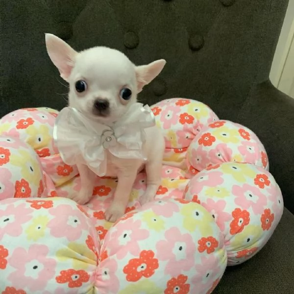 Cuccioli di Chihuahua mini toy di razza pura in adozione | Foto 6