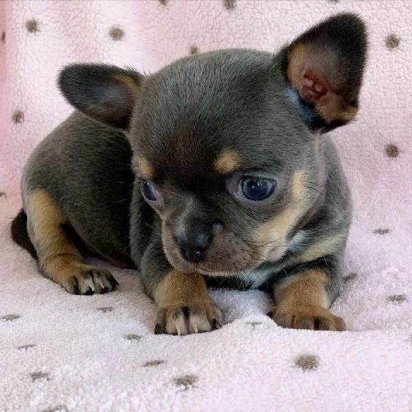 Cuccioli di Chihuahua mini toy di razza pura in adozione | Foto 4