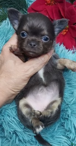Cuccioli di Chihuahua mini toy di razza pura in adozione | Foto 3