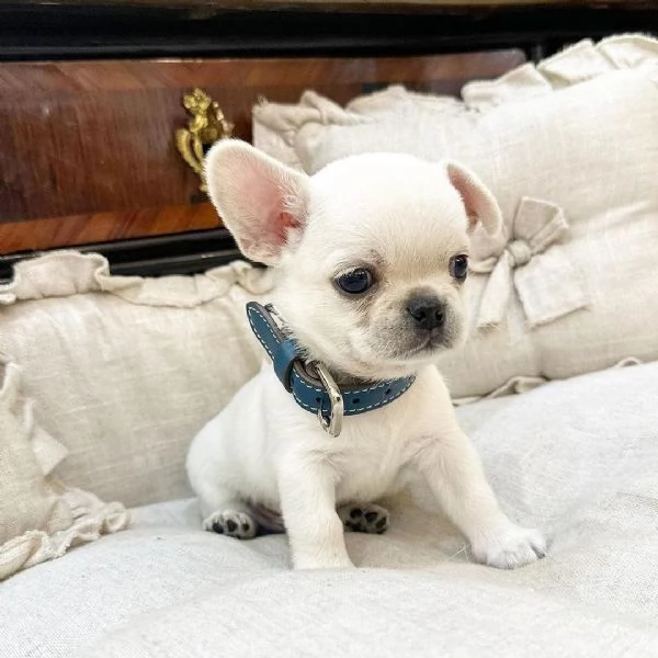 Cuccioli di Chihuahua mini toy di razza pura in adozione