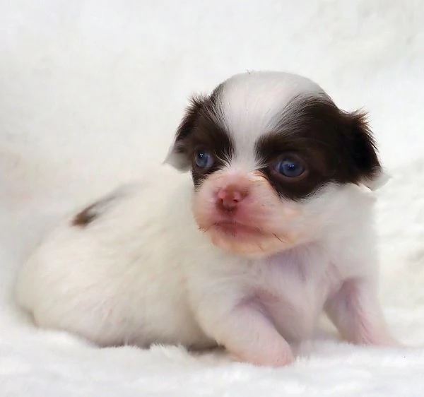 Cuccioli di Chihuahua mini toy di razza pura in adozione | Foto 2