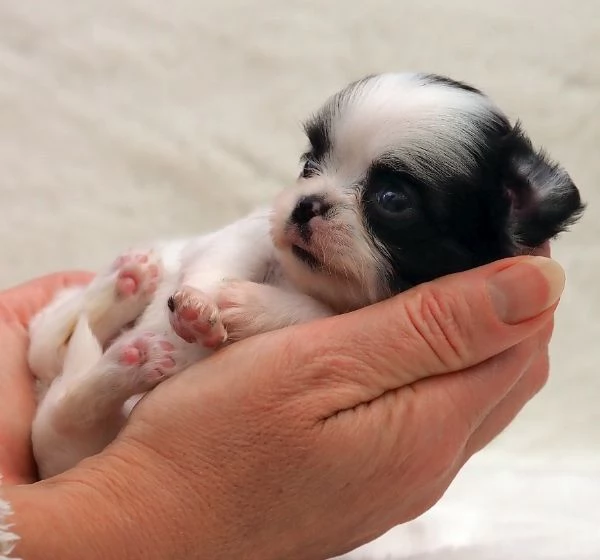 Cuccioli di Chihuahua mini toy di razza pura in adozione