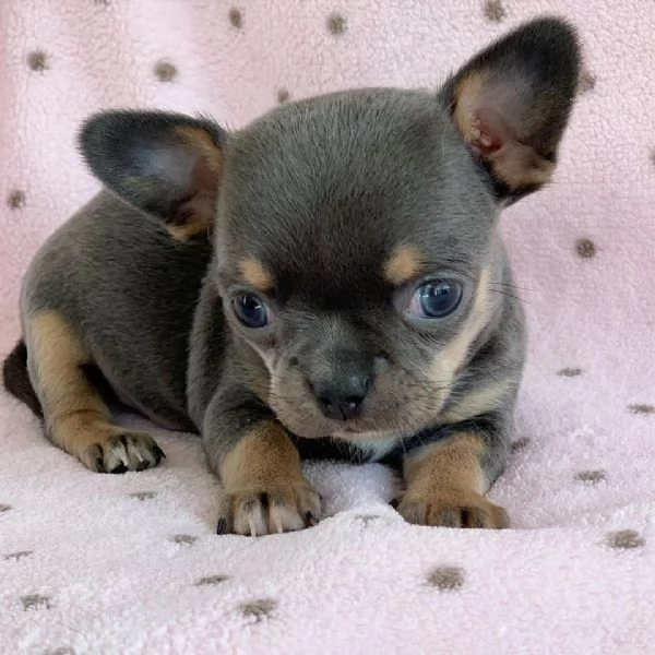 Cuccioli di Chihuahua mini toy di razza pura in adozione | Foto 3