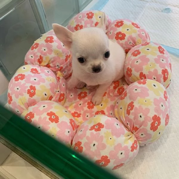 Cuccioli di Chihuahua mini toy di razza pura in adozione | Foto 0