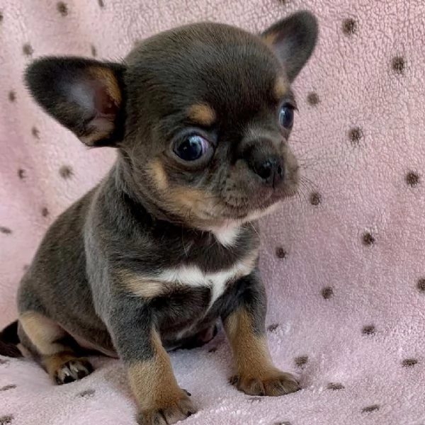 Cuccioli di Chihuahua mini toy di razza pura in adozione | Foto 3
