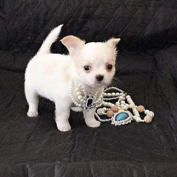 Cuccioli di Chihuahua mini toy di razza pura in adozione | Foto 2