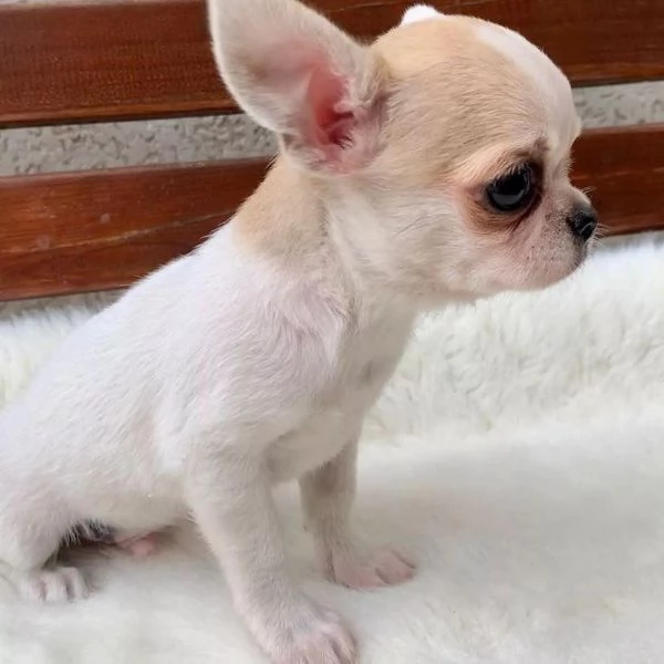 Cuccioli di Chihuahua mini toy di razza pura in adozione | Foto 0