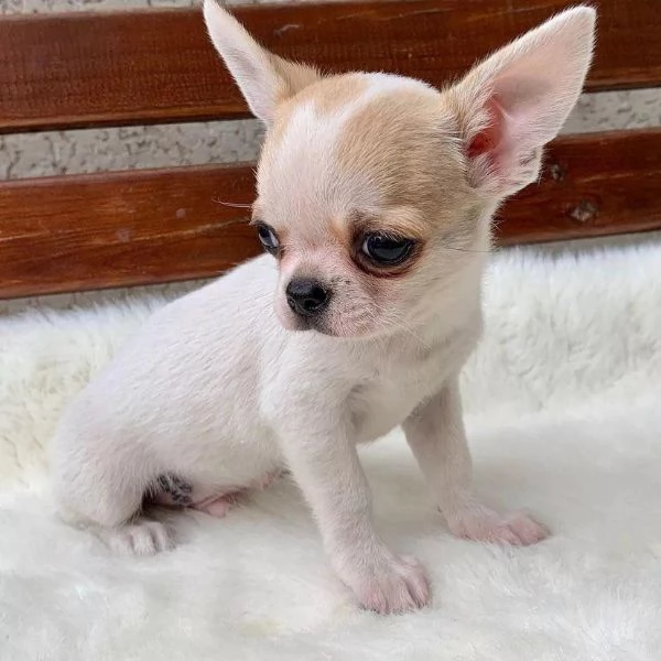 Cuccioli di Chihuahua mini toy di razza pura in adozione | Foto 3