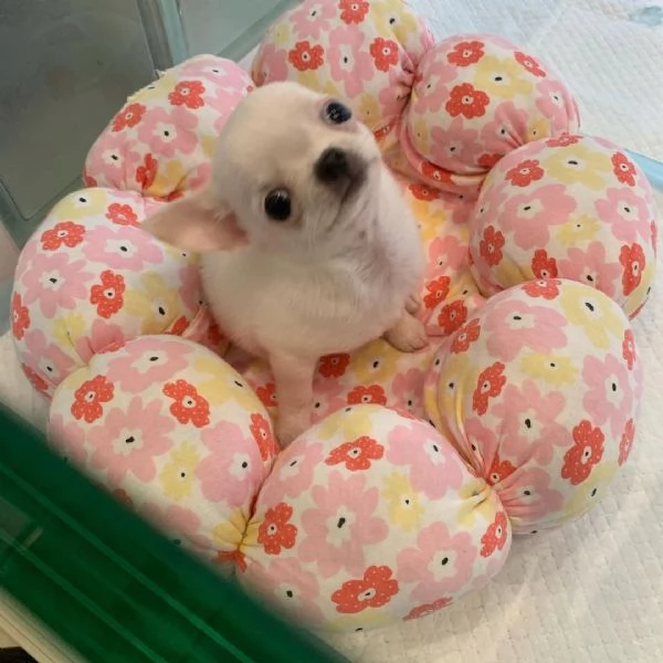 Cuccioli di Chihuahua mini toy di razza pura in adozione | Foto 2