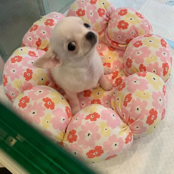 Cuccioli di Chihuahua mini toy di razza pura in adozione | Foto 1