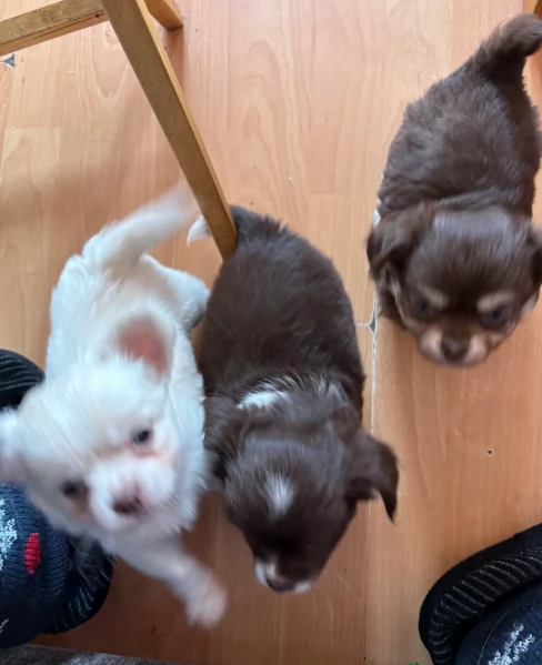 Cuccioli di Chihuahua mini toy di razza pura in adozione | Foto 2