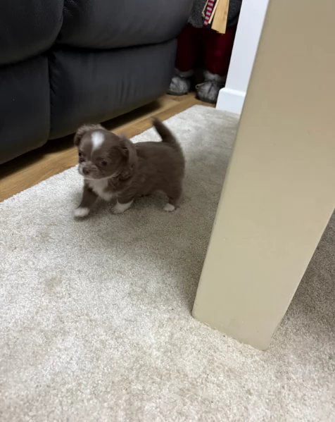 Cuccioli di Chihuahua mini toy di razza pura in adozione