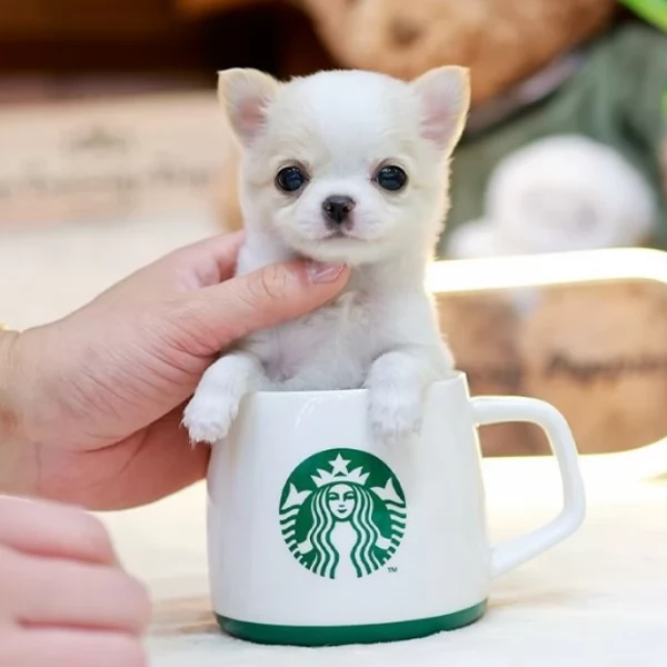 Cuccioli di Chihuahua mini toy di razza pura in adozione | Foto 4
