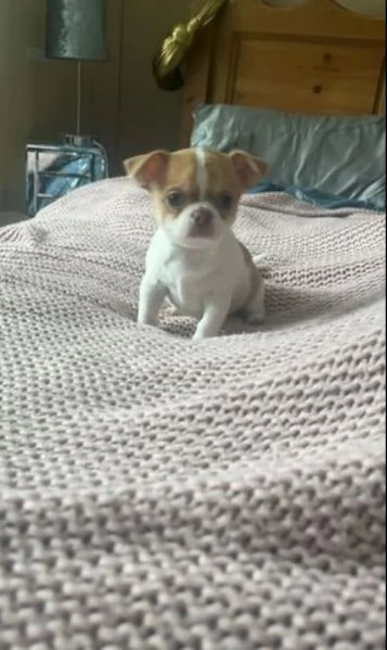 Cuccioli di Chihuahua mini toy di razza pura in adozione | Foto 3