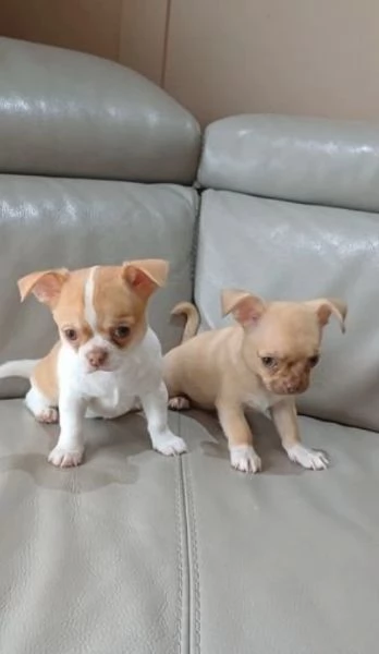 Cuccioli di Chihuahua mini toy di razza pura in adozione | Foto 1