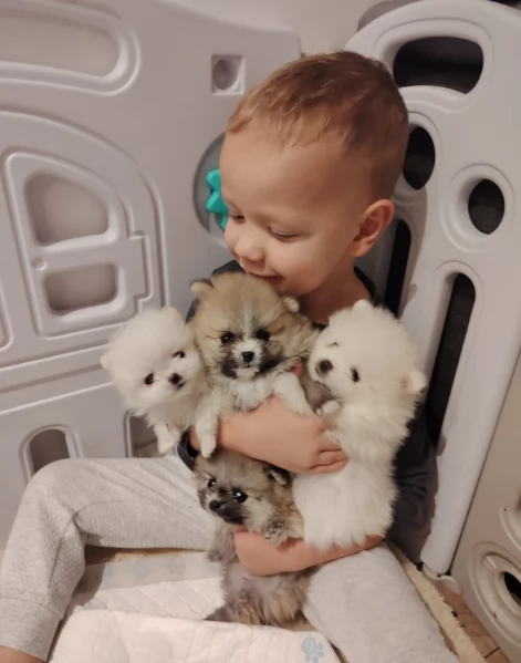 pomerania minitoy per adozione