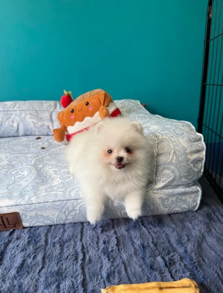 pomerania minitoy per adozione | Foto 0