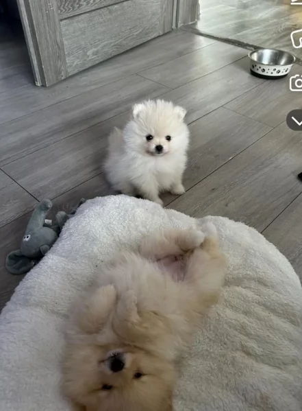 pomerania minitoy per adozione | Foto 3
