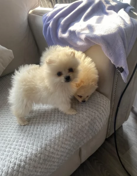 pomerania minitoy per adozione | Foto 6