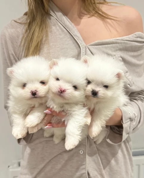 pomerania minitoy per adozione | Foto 3