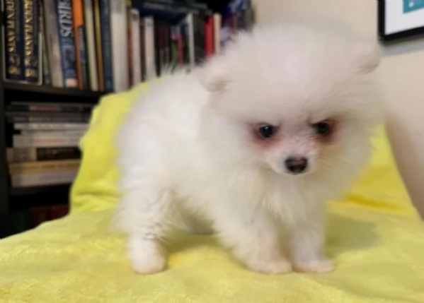 pomerania minitoy per adozione | Foto 0