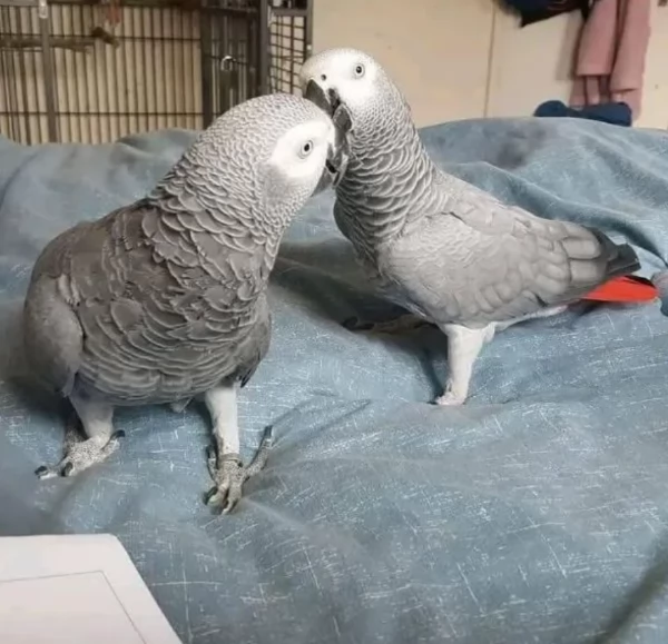 Pappagalli cenerini africani addomesticati disponibili per ladozione | Foto 1